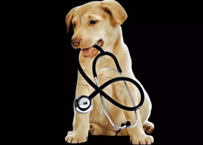 Your Guide to the Best Pet Health Services in Ahmedabad for 2024