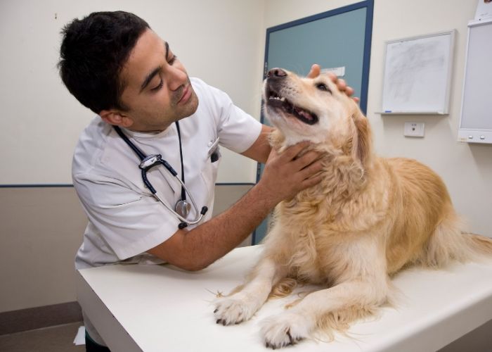 Bhubaneswar Most Trusted Vets for Your Pets in 2024