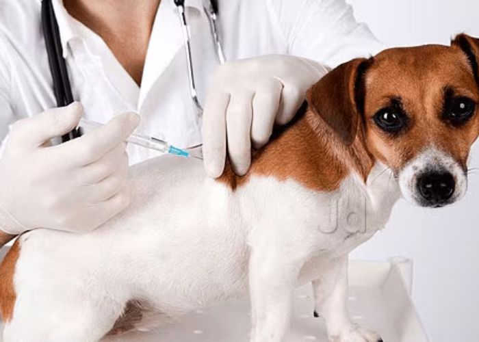 Surat Best Veterinary Services: A Pet Owner Guide for 2024