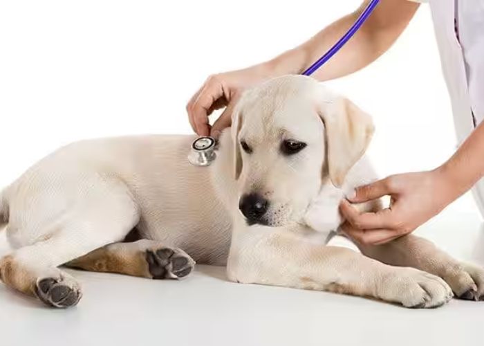 Surat Best Veterinary Services: A Pet Owner Guide for 2024