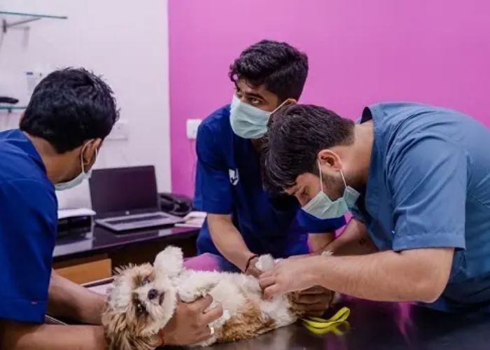 Rajkot Best Veterinary Clinics: Top Pet Care in 2024