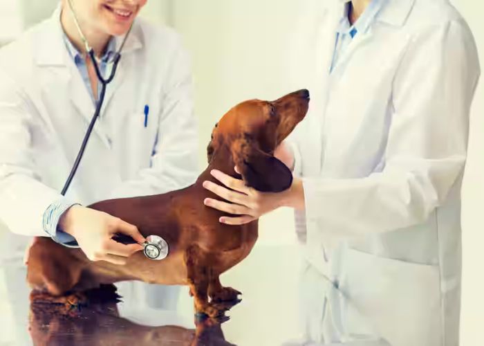 Bhopal Top Pet Doctors: Your Guide to Quality Vet Services in 2024