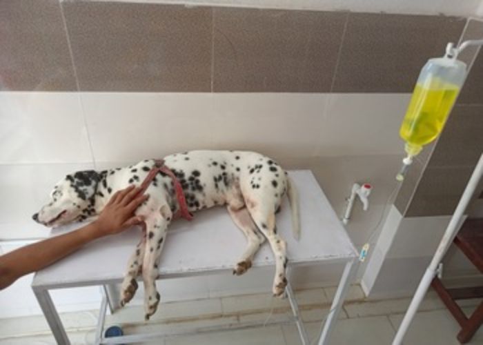 Ranchi Top Pet Health Services: Finding the Best Vet Care in 2024