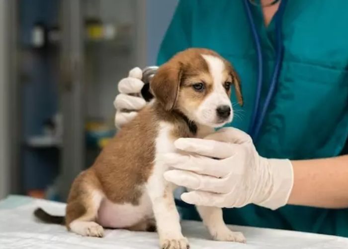 Guwahati Leading Pet Doctors: Comprehensive Pet Care in 2024