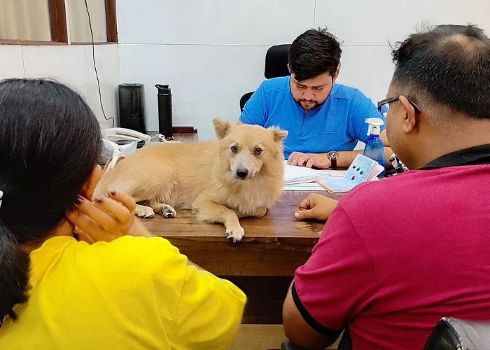 Kolkata Best Pet Health Services: Top Vet Care in the Suburbs for 2024