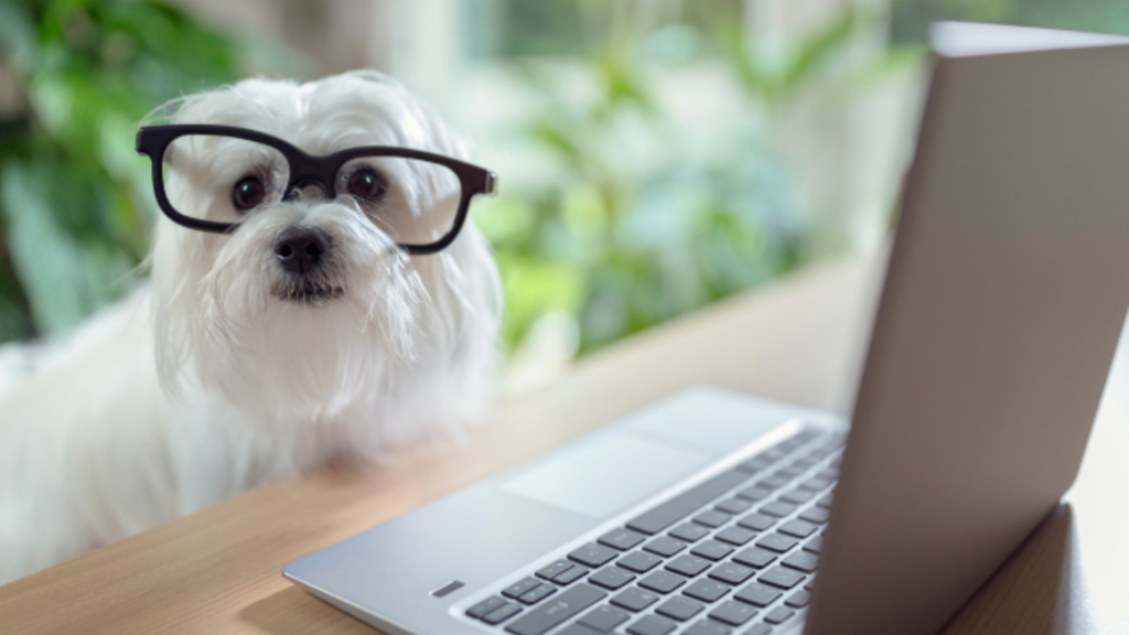 Online Veterinary Consultations