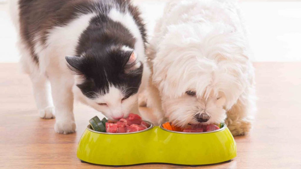 Pet Nutrition Counseling