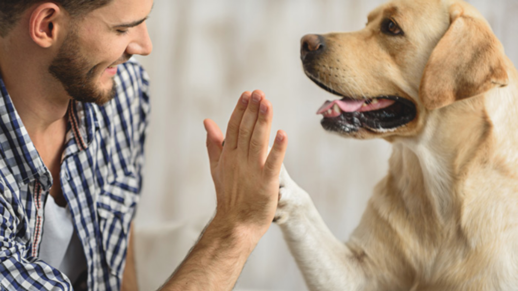 Behavioral Therapy for Pets